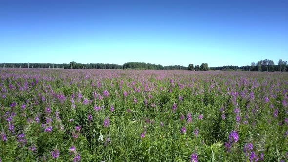 Beautiful Wide Field with Growing Violet Blooming Flowers