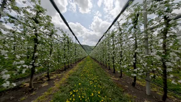 Aerial View Fast Flight Between Blossom Apple Trees Rows Running Rabbit Agriculture Local Plantation