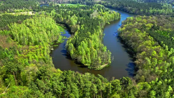 Big river and forest in summer. Aerial view of Poland