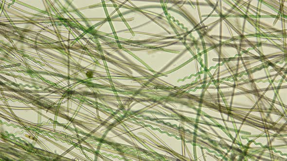 Algae Under the Microscope