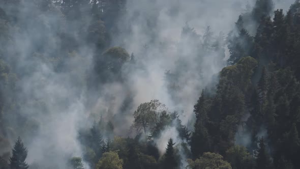 Fire in the forest. Strong fire and mist in the forest