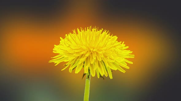 Dandelion Blossom Timelapse on Black