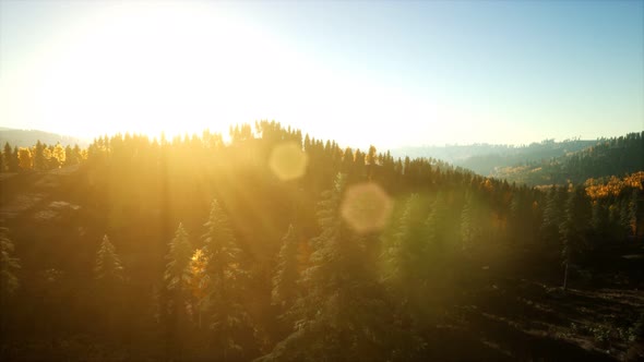 Aerial View of the Beautiful Autumn Forest at Sunset with Green Pine Trees