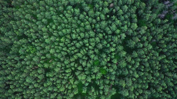 Aerial View Treetops In The Forest