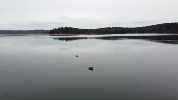 Duck Swimming on the Lake Evening Pond