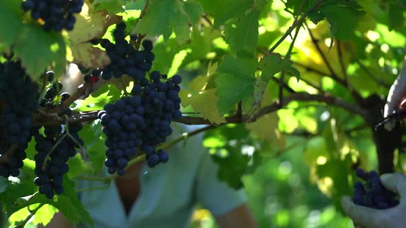 Collection of Red Grapes for Wine