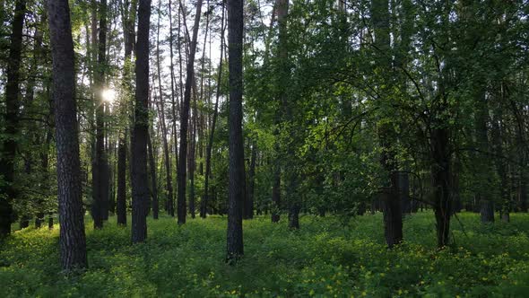 Wild Forest Landscape on a Summer Day