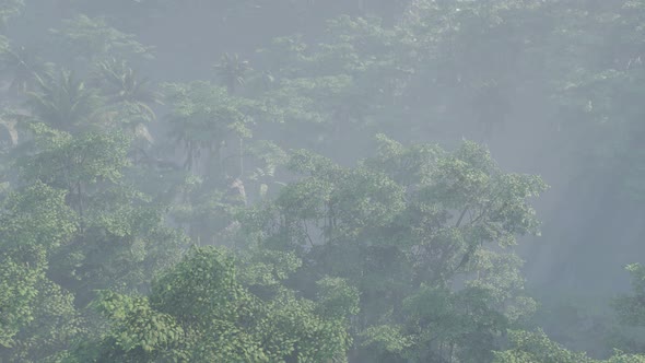 Fog Covered Jungle Rainforest Landscape