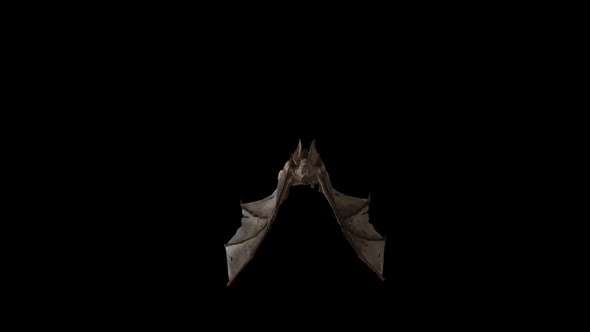 Bat 1
