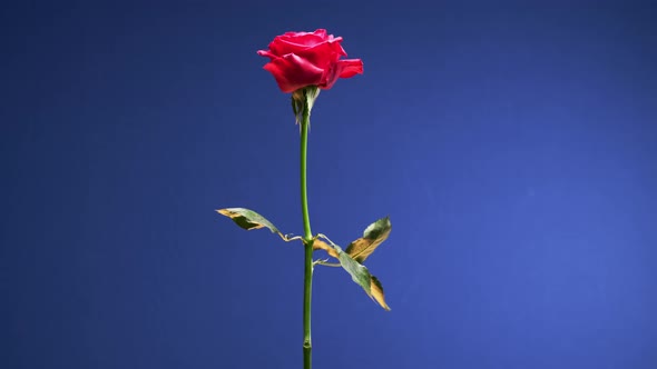 Rose Flower with a Stem Spinning on a Blue Chromakey Background