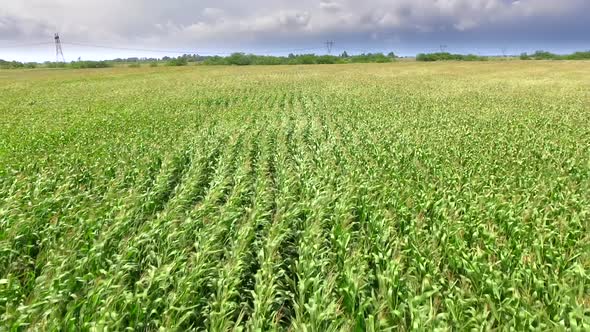 Fly Over Cornfield