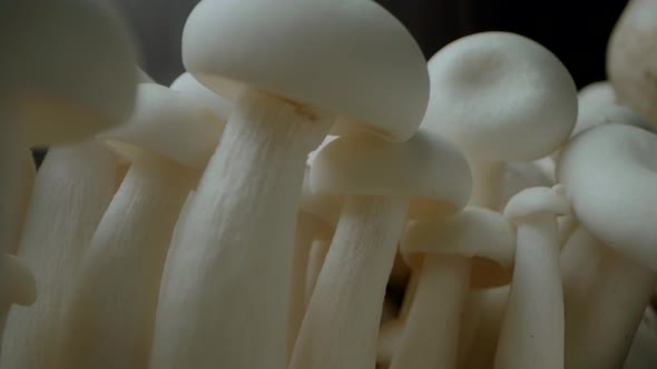 Mushroom Macro with changing light