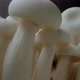Mushroom Macro with changing light - VideoHive Item for Sale
