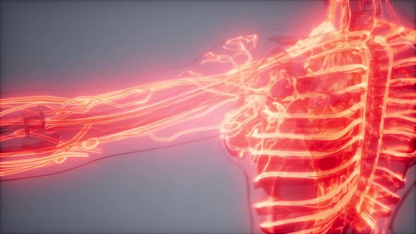 Blood Vessels of Human Body alt