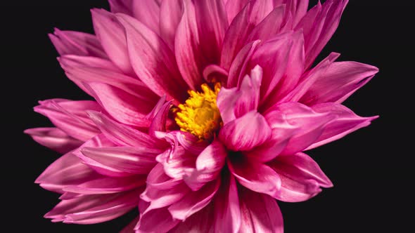 Red Dahlia Opening Flower in Time Lapse on a Black Background. Blooming Plant Natural Concept