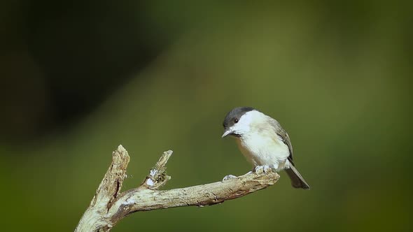 Marsh Tit in Vosges, France