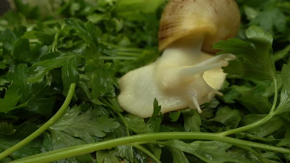 African giant snails