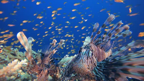 Tropical Underwater Reef Lionfish