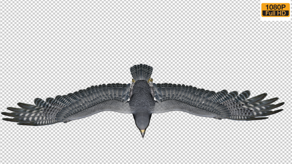 Peregrine Falcon Fly Front Angle
