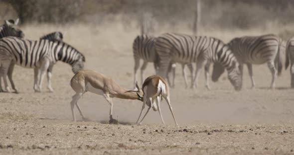 Springboks Locking Horns