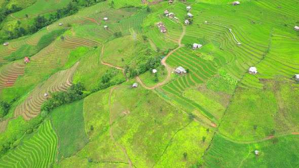 Aerial view of agriculture in rice fields for cultivation