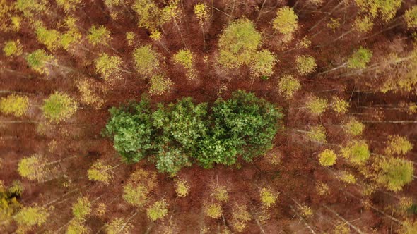 Autumn Birch Forest. Aerial View.