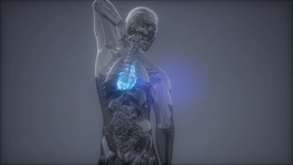 Human Heart Radiology Exam