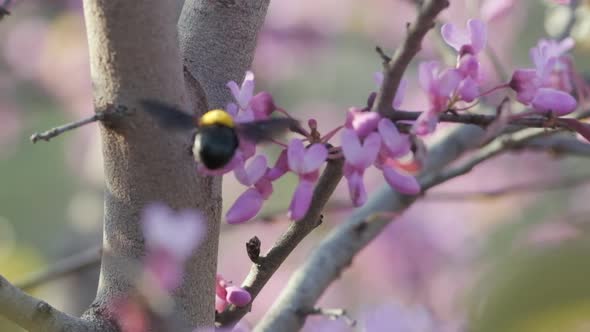 A bumblebee collects Nectar from a Flower, slow-motion footage