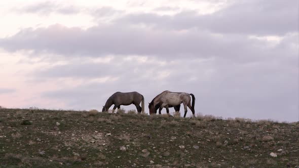Wild horses grazing along the horizon at the top of a hill.