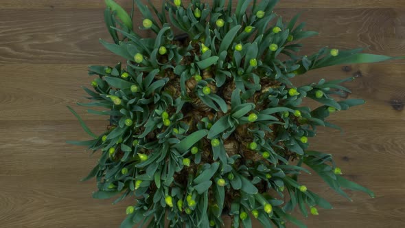 Time Lapse Top View Many Yellow Narcissus Growing