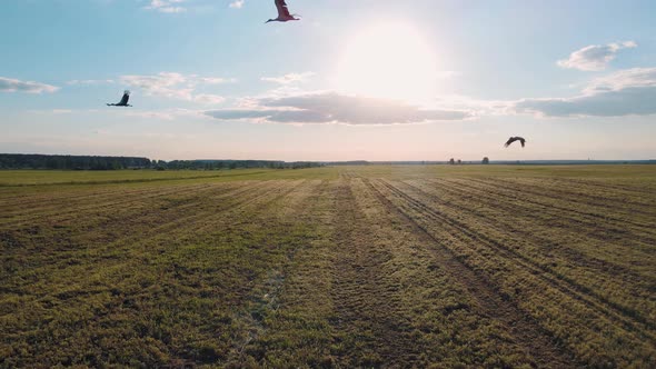 Storks Flying to the Camera