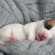 Newborn Puppy Sleeping on Knitted Plaid - VideoHive Item for Sale