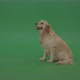 Green Screen Animal Golden Retriever Gun Dog Bird Dog Sit Isolated On Green Chromakey Background - VideoHive Item for Sale