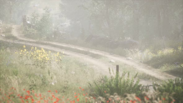 Sunbeams Entering Coniferous Stand on a Misty Summer Morning