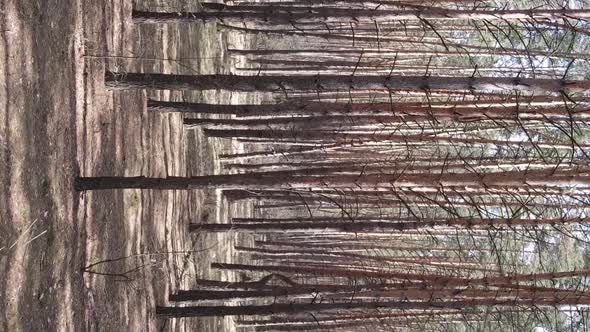 Vertical Video of Beautiful Forest Landscape