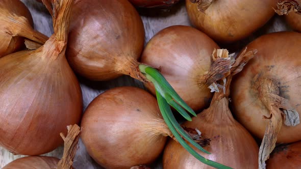 Pile Many Raw Yellow Onions Bulb Rotates Slowly on Turntable