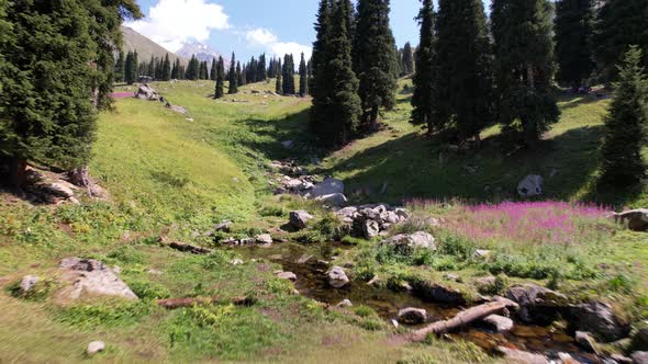 A Small Pond and a Stream in a Mountain Forest