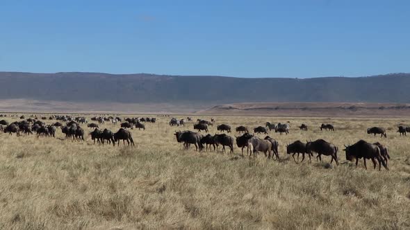 A slow motion clip of a herd wildebeest, Connochaetes taurinus or Gnu marching across a open plain d