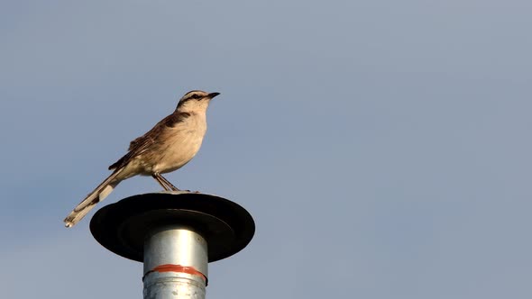 A chalk-browed mockingbird (Mimus saturninus) perched on a chimney at sunset.