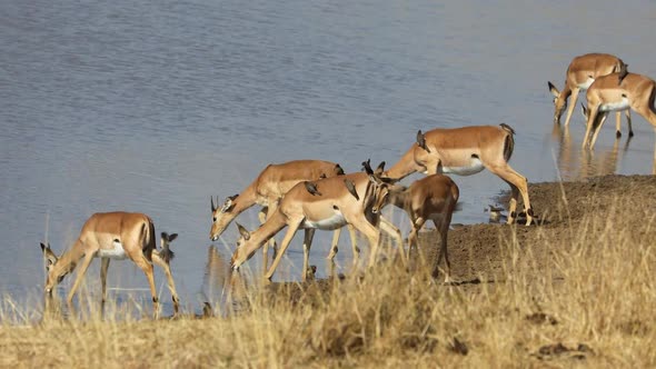 Impala Antelopes Drinking Water - Kruger National Park