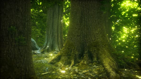 The Primeval Forest with Mossed Ground