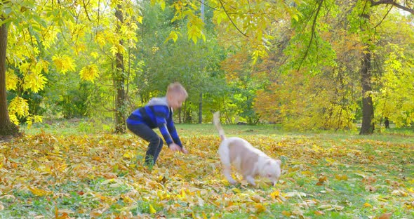 Little Boy in Striped Tshirt is Scattering Yellowed Leaves Around and Active American Bully Dog is