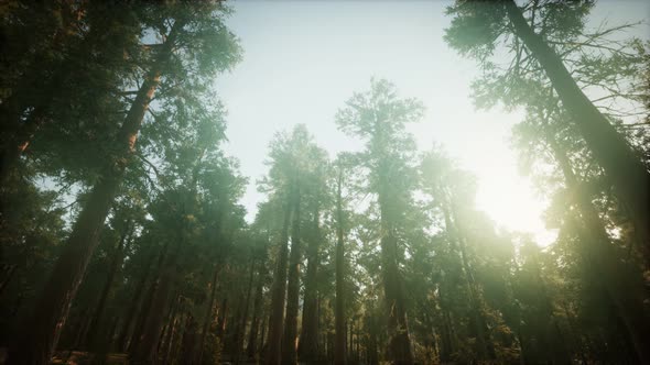 Redwood Forest Foggy Sunset Scenery