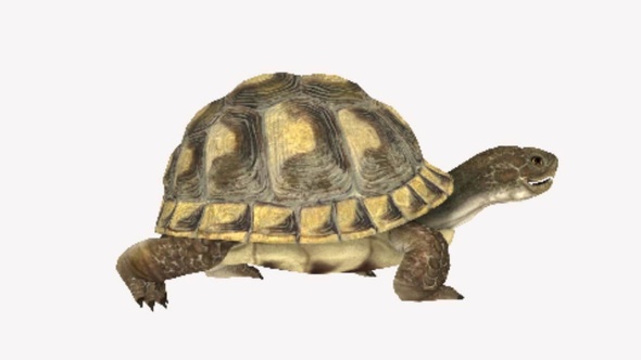 Turtle   Walk Cycle   Side Angle