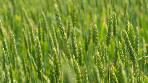 ripening ears of wheat field. Green Wheat field. Juicy fresh ears of young green wheat on nature