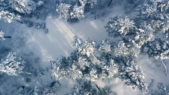 Beautiful Snow Scene Forest in Winter