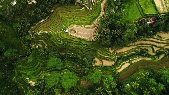 Beautiful Rice Paddy Fields