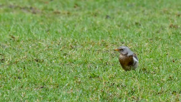 Single Fieldfare on a grassy field facing forward then walking out of frame, in the North Pennines C