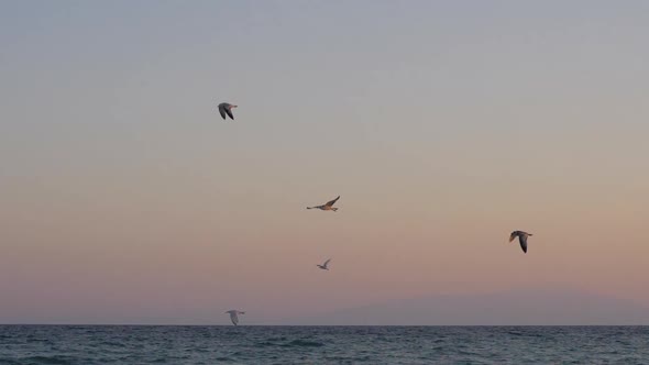 Evening scene of seagulls flying over the sea