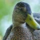 Close up of a duck  - VideoHive Item for Sale